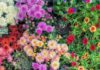 30 Gorgeous Flowers for the Perfect Fall Garden