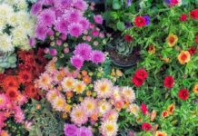 30 Gorgeous Flowers for the Perfect Fall Garden