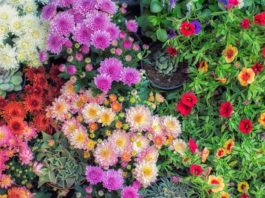 30 Gorgeous Flowers for the Perfect Fall Garden