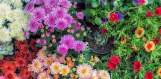 30 Gorgeous Flowers for the Perfect Fall Garden