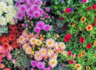 30 Gorgeous Flowers for the Perfect Fall Garden