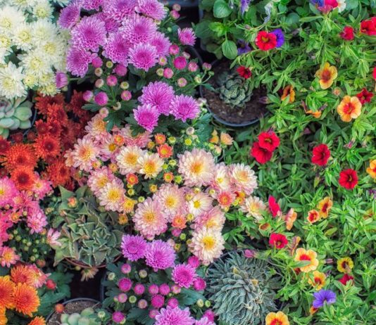 30 Gorgeous Flowers for the Perfect Fall Garden