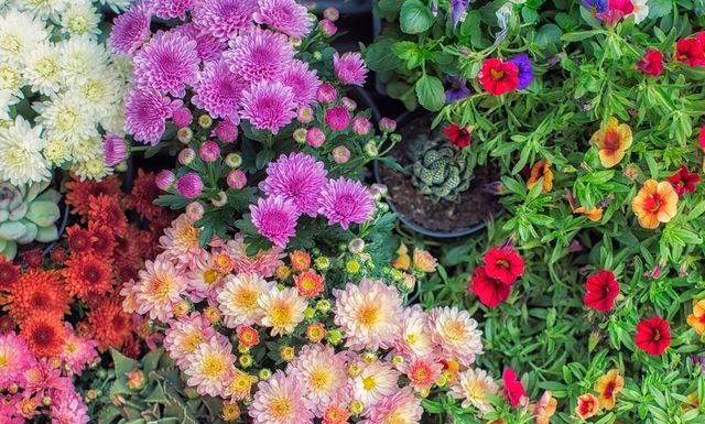30 Gorgeous Flowers for the Perfect Fall Garden