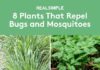 8 Mosquito Repellent Plants to Keep Pests Away From Your Garden