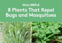 8 Mosquito Repellent Plants to Keep Pests Away From Your Garden