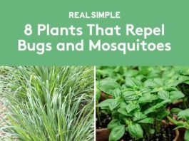 8 Mosquito Repellent Plants to Keep Pests Away From Your Garden