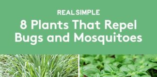 8 Mosquito Repellent Plants to Keep Pests Away From Your Garden