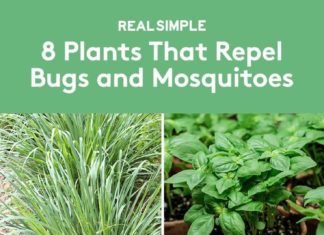 8 Mosquito Repellent Plants to Keep Pests Away From Your Garden