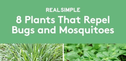 8 Mosquito Repellent Plants to Keep Pests Away From Your Garden