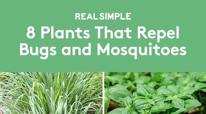 8 Mosquito Repellent Plants to Keep Pests Away From Your Garden
