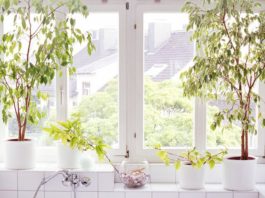 The 16 Best Bathroom Plants for a More Spa-Like Experience