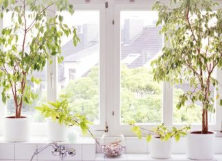 The 16 Best Bathroom Plants for a More Spa-Like Experience