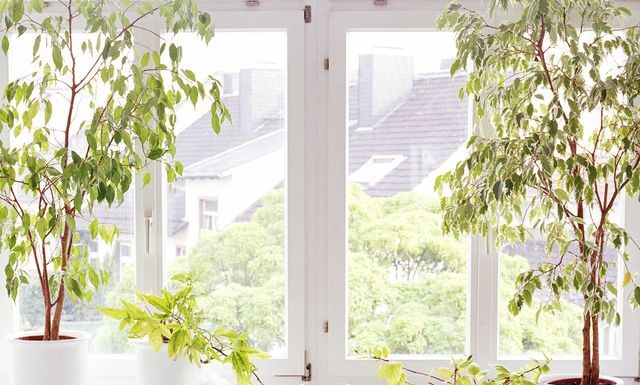 The 16 Best Bathroom Plants for a More Spa-Like Experience