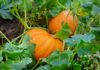 How to Grow a Pumpkin Plant in Your Garden This Fall