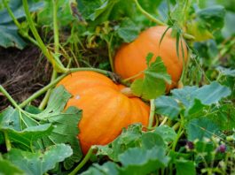 How to Grow a Pumpkin Plant in Your Garden This Fall