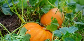 How to Grow a Pumpkin Plant in Your Garden This Fall