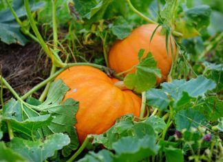 How to Grow a Pumpkin Plant in Your Garden This Fall