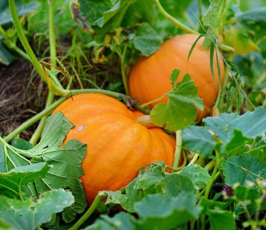 How to Grow a Pumpkin Plant in Your Garden This Fall