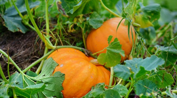 How to Grow a Pumpkin Plant in Your Garden This Fall