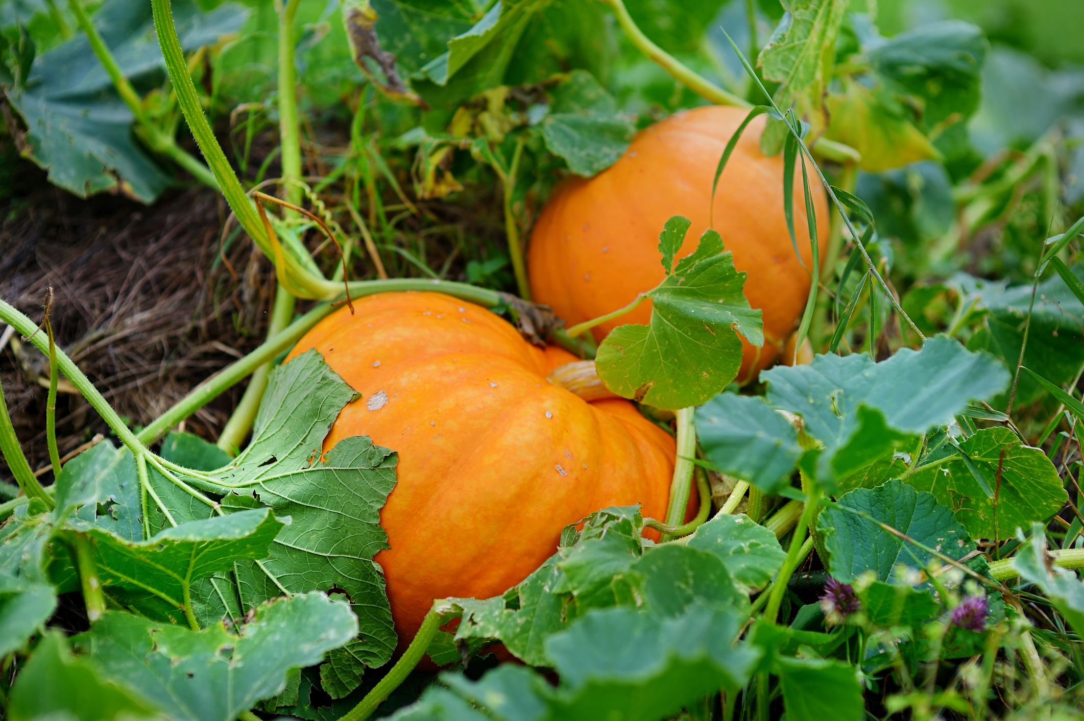 How to Grow a Pumpkin Plant in Your Garden This Fall | Food & Recipe ,  Gardening, Home Decor Inspiration, craft ,diy,Beauty Tips