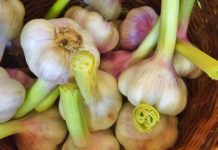 Everything You Need to Know About Starting a Vegetable Garden