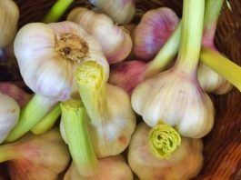 Everything You Need to Know About Starting a Vegetable Garden