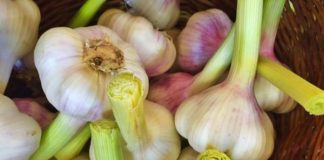 Everything You Need to Know About Starting a Vegetable Garden