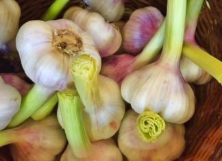 Everything You Need to Know About Starting a Vegetable Garden