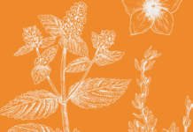 20 of the Best Perennial Flowers and Plants That’ll Bloom Year After Year