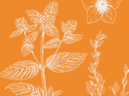 20 of the Best Perennial Flowers and Plants That’ll Bloom Year After Year