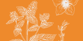 20 of the Best Perennial Flowers and Plants That’ll Bloom Year After Year