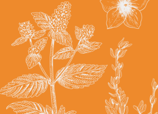 20 of the Best Perennial Flowers and Plants That’ll Bloom Year After Year