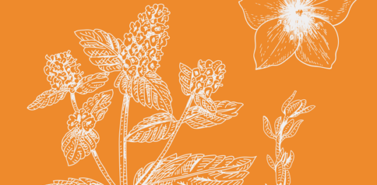 20 of the Best Perennial Flowers and Plants That’ll Bloom Year After Year