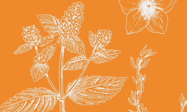 20 of the Best Perennial Flowers and Plants That’ll Bloom Year After Year