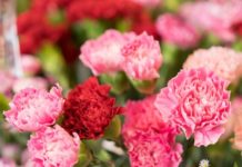 The Best Summer Flowers for a Standout Garden