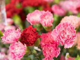 The Best Summer Flowers for a Standout Garden