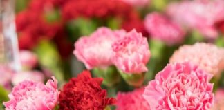 The Best Summer Flowers for a Standout Garden