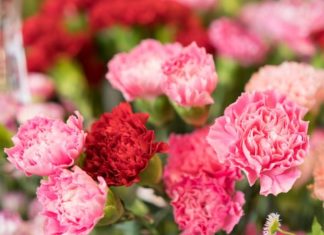 The Best Summer Flowers for a Standout Garden