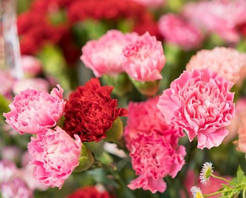 The Best Summer Flowers for a Standout Garden
