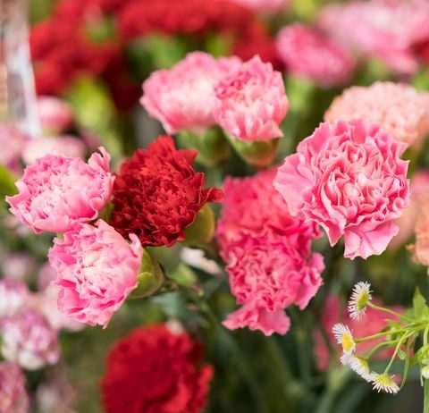The Best Summer Flowers for a Standout Garden