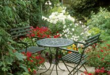 The 20 Best Patio Plants to Dress Up Your Space