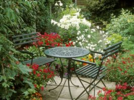 The 20 Best Patio Plants to Dress Up Your Space