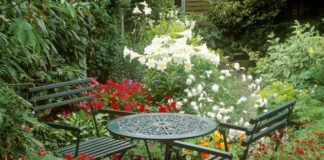 The 20 Best Patio Plants to Dress Up Your Space