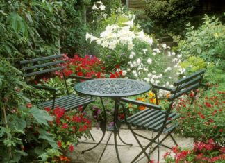 The 20 Best Patio Plants to Dress Up Your Space