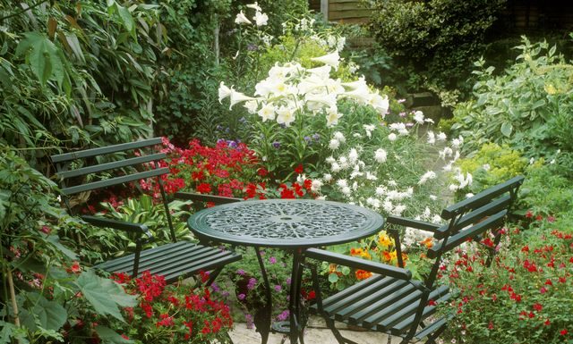 The 20 Best Patio Plants to Dress Up Your Space