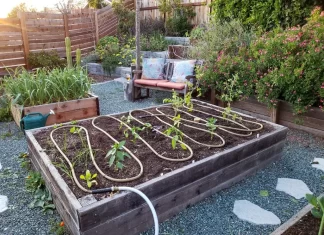 Creative DIY Irrigation Solutions to Save Water in Backyard Gardens