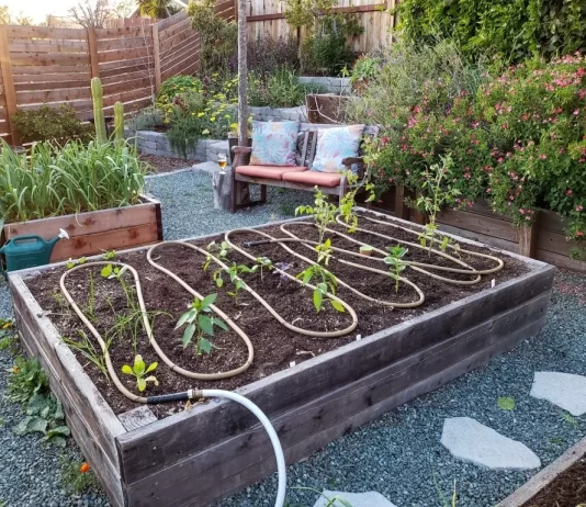 Creative DIY Irrigation Solutions to Save Water in Backyard Gardens