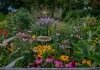 Designing a Backyard Garden to Attract Pollinators and Improve Plant Health