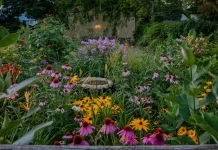 Designing a Backyard Garden to Attract Pollinators and Improve Plant Health