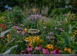Designing a Backyard Garden to Attract Pollinators and Improve Plant Health